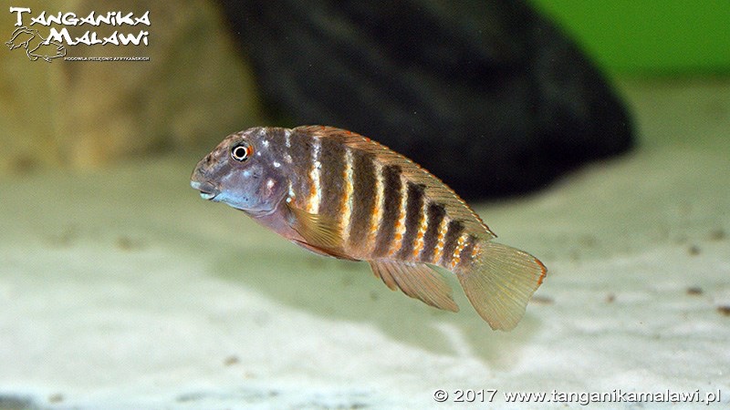 Eretmodus marksmithi 'Mzungu Beach'